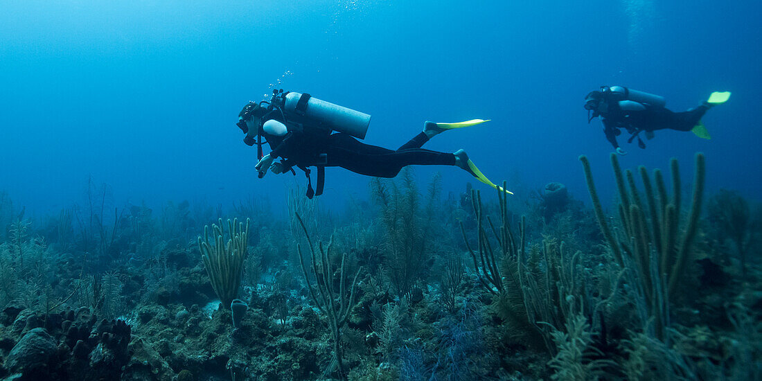 Scuba divers at Secret Spot Dive Site, Belize Barrier Reef, Turneffe Atoll; Belize