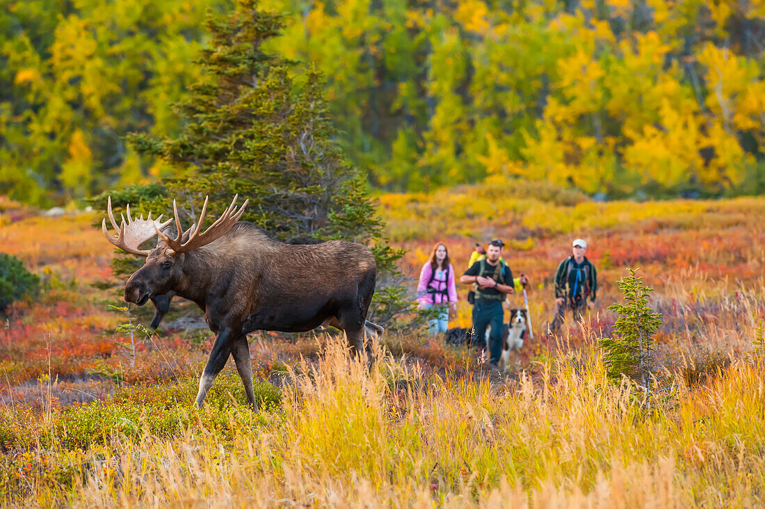 Eine Gruppe von Wanderern wartet mit ihren Hunden auf einen großen Elchbullen, der sich vor ihnen am Powerline Pass im Chugach State Park in der Nähe von Anchorage im südlichen Zentralalaska bewegt; Alaska, Vereinigte Staaten von Amerika