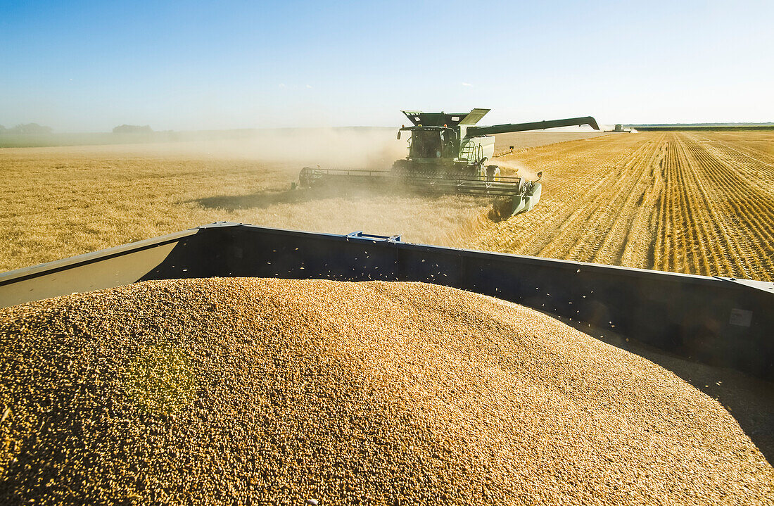 A combine harvester harvests winter wheat with a loaded grain wagon in the foreground, near Niverville; Manitoba, Canada