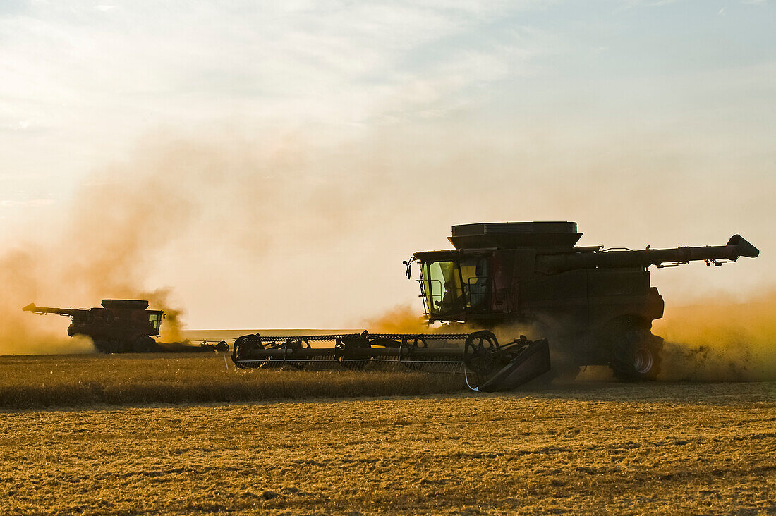A combine harvester works in a yellow field pea field, near Winnipeg; Manitoba, Canada