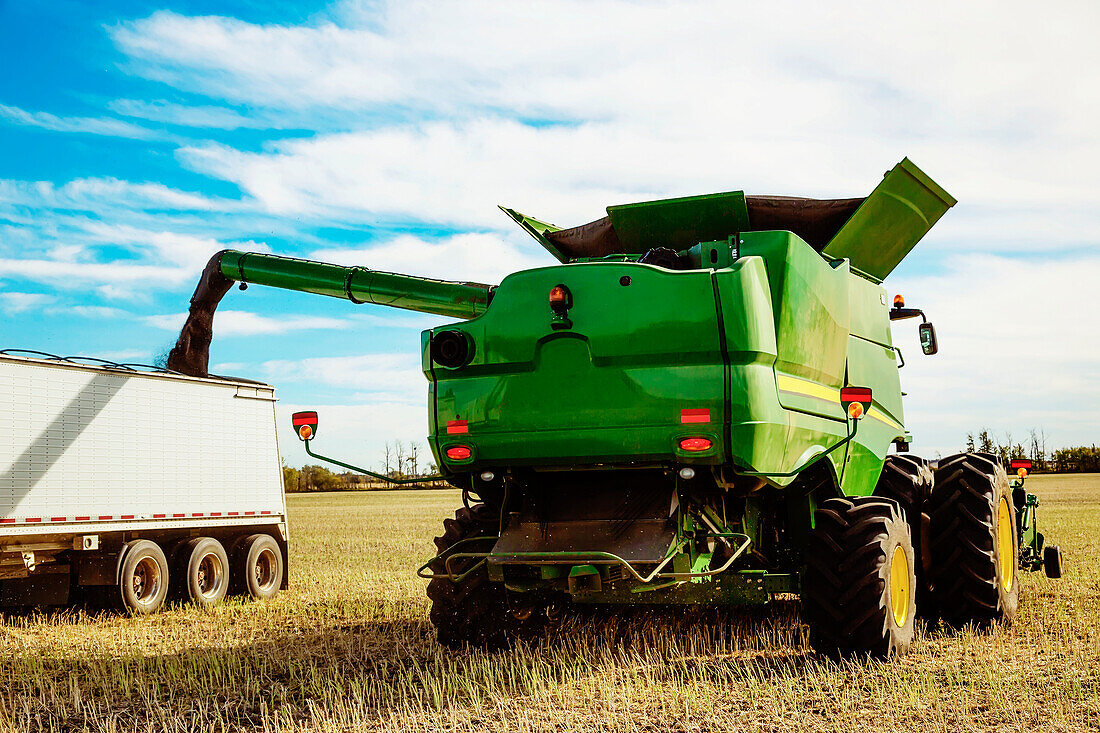 Harvesting canola and transferring the load from the combine to a grain truck using the auger; Legal, Alberta, Canada