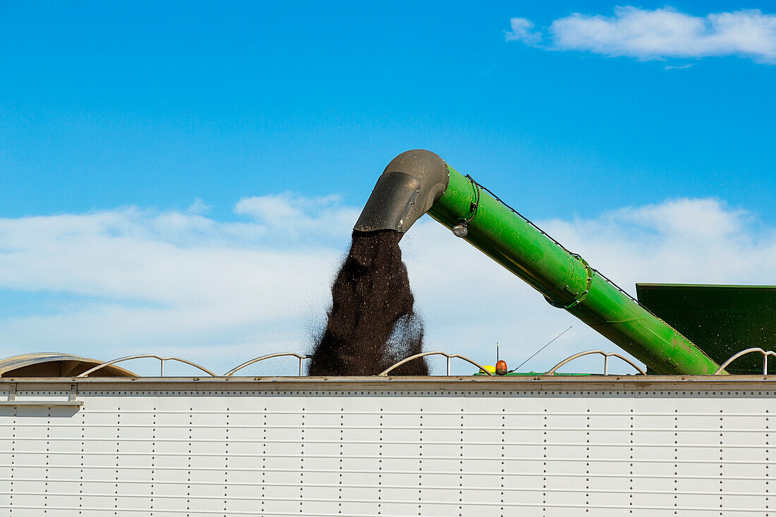 Offloading freshly harvested canola from a combine to a grain truck using the auger; Legal, Alberta, Canada