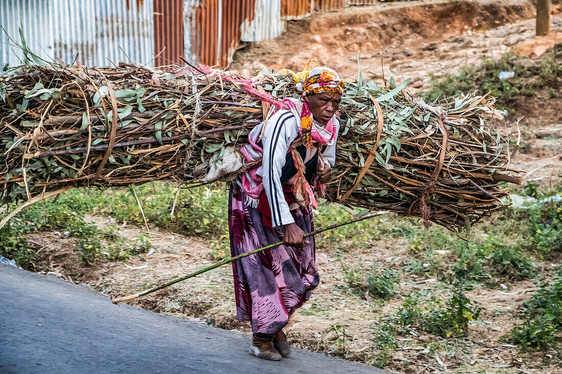 Äthiopische Frau trägt eine Ladung Reisig; Entoto, Oromia, Äthiopien