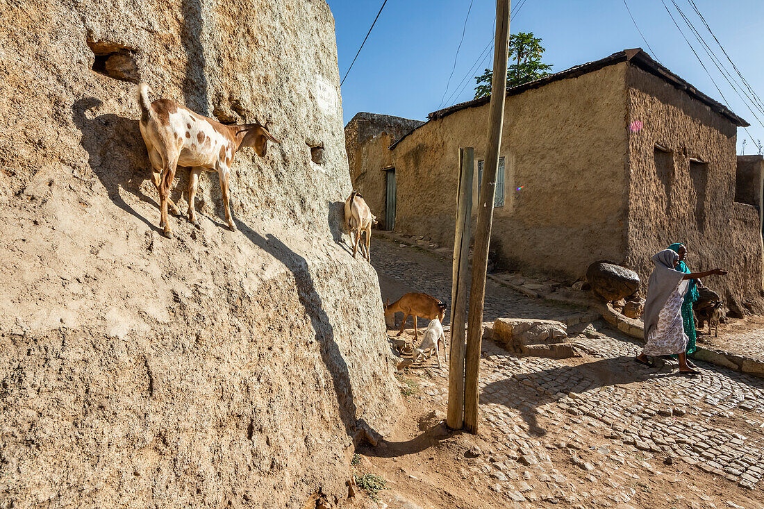 Ziegen an der Wand eines Hauses in Harar Jugol, der befestigten historischen Stadt; Harar, Region Harari, Äthiopien