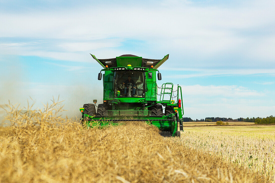 Ein Landwirt fährt einen Mähdrescher mit einer fast vollen Ladung während der Rapsernte; Legal, Alberta, Kanada