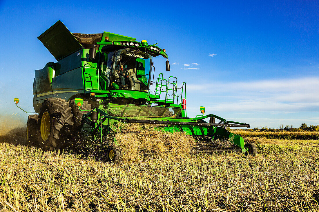 A farmer driving a combine at the end of a swath during a Canola harvest; Legal, Alberta, Canada