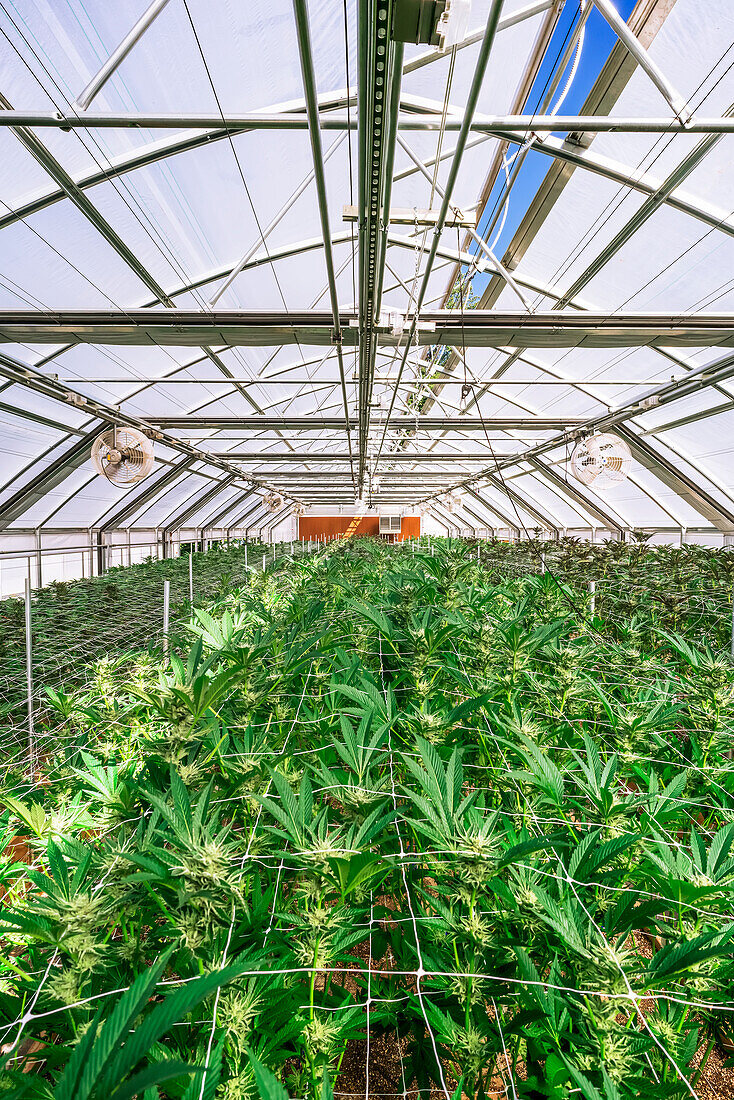 Cannabispflanzen im frühen Blühstadium, die in einem Gewächshaus unter natürlichem Licht wachsen; Cave Junction, Oregon, Vereinigte Staaten von Amerika