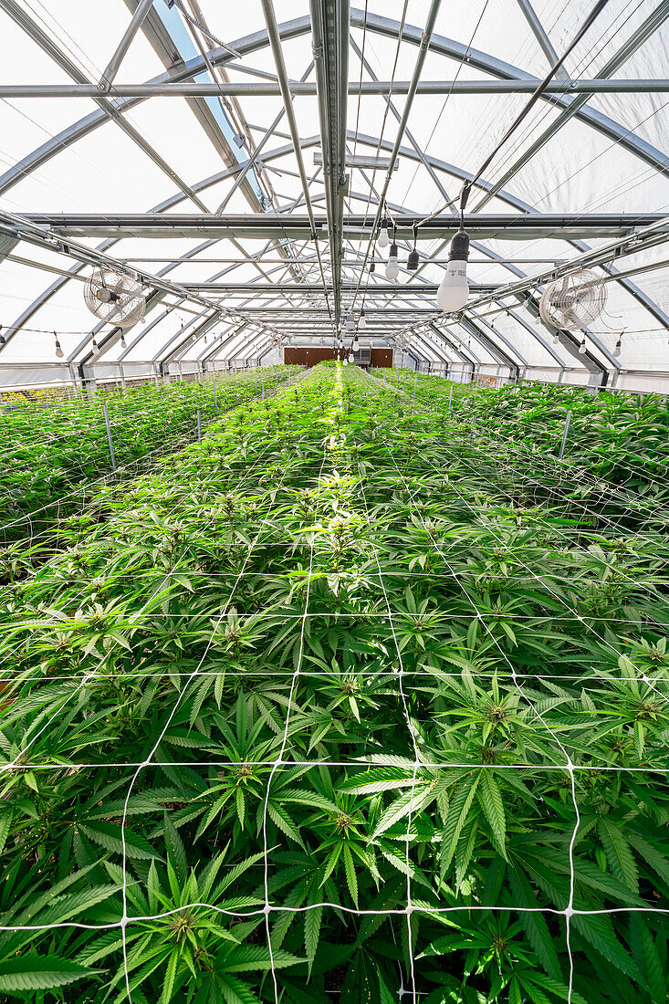 Cannabis plants in early flowering stage growing in a greenhouse under natural lighting; Cave Junction, Oregon, United States of America