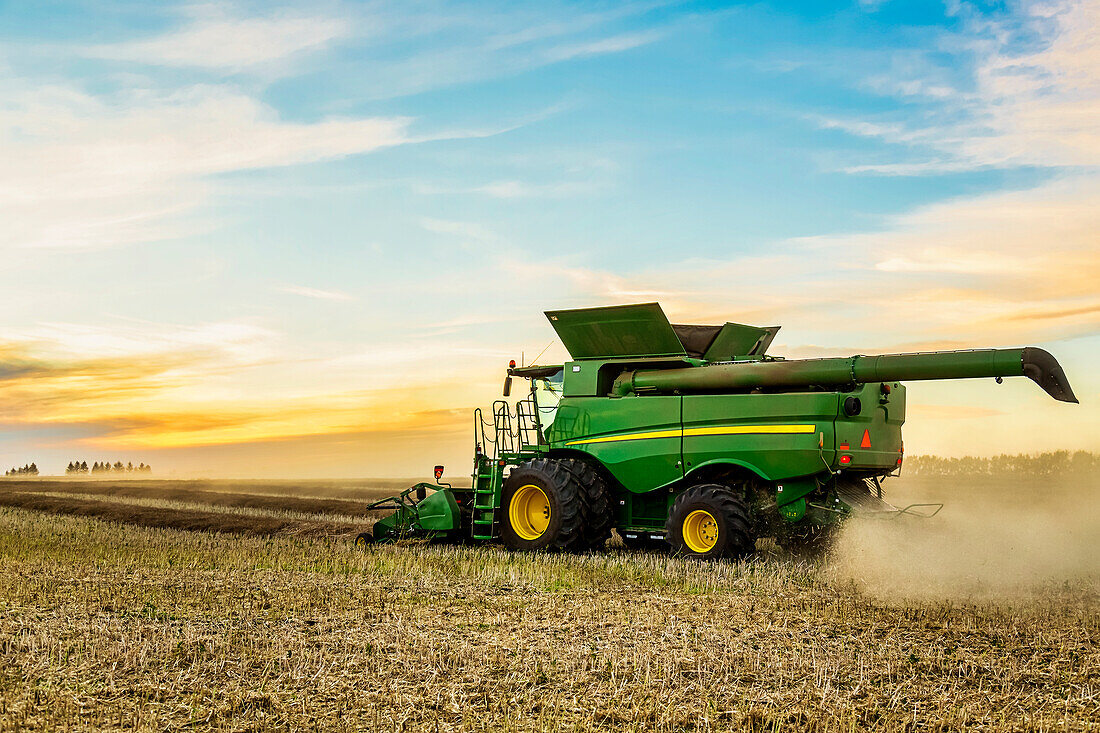 Harvesting a canola crop with a combine on a swathed crop at sunset; Legal, Alberta, Canada