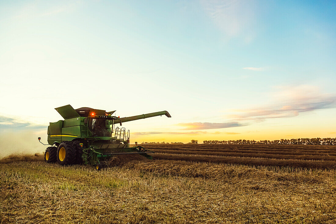 Harvesting a canola crop with a combine on a swathed crop at sunset; Legal, Alberta, Canada