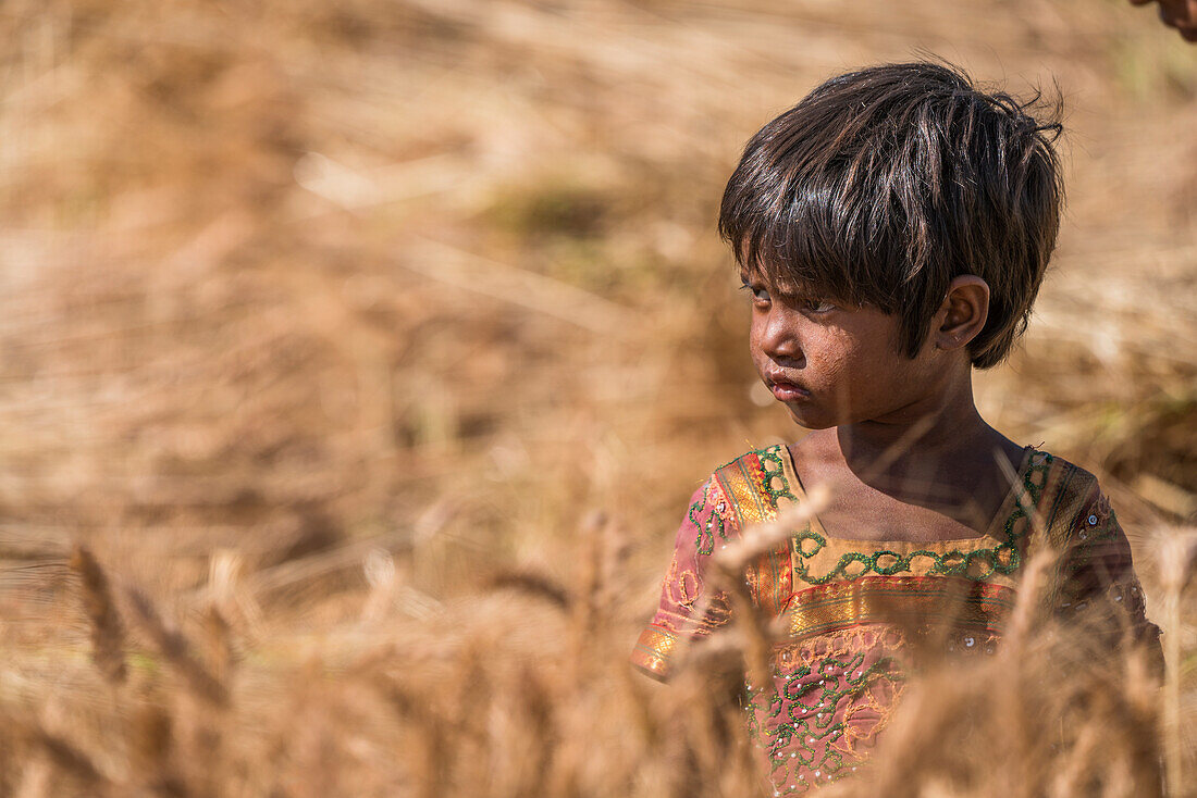 Young girl standing in a golden wheat field, Northern India; Rajasthan, India