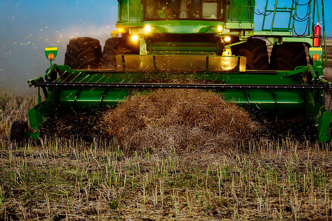 Close-Up of the pickup header of a combine at the end of a swath during the harvesting of canola at sunset; Legal, Alberta, Canada