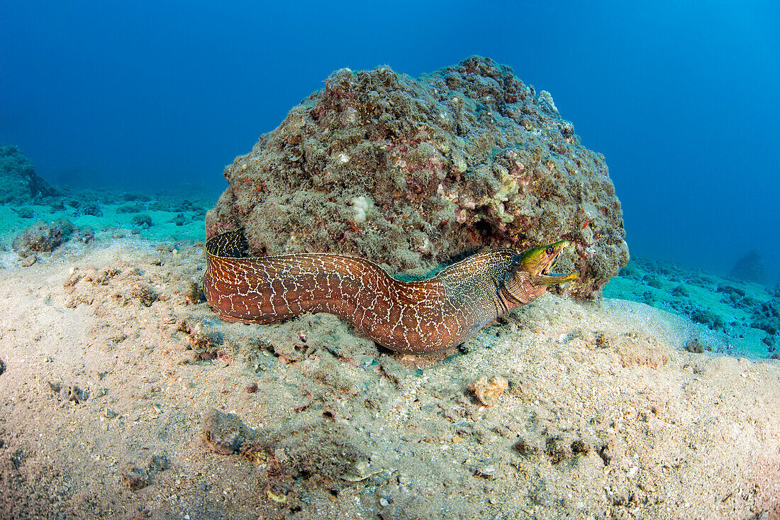 Undulated moray eel (Gymnothorax meleagris). It is unusual to find a moray eel out free swimming during the day, as they more often hunt by night; Hawaii, United States of America