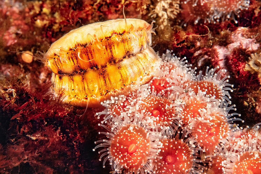 Eine schwimmende Jakobsmuschel (Chlamys hastata) und Erdbeeranemonen (Corynactis californica); Campbell River, British Columbia, Kanada