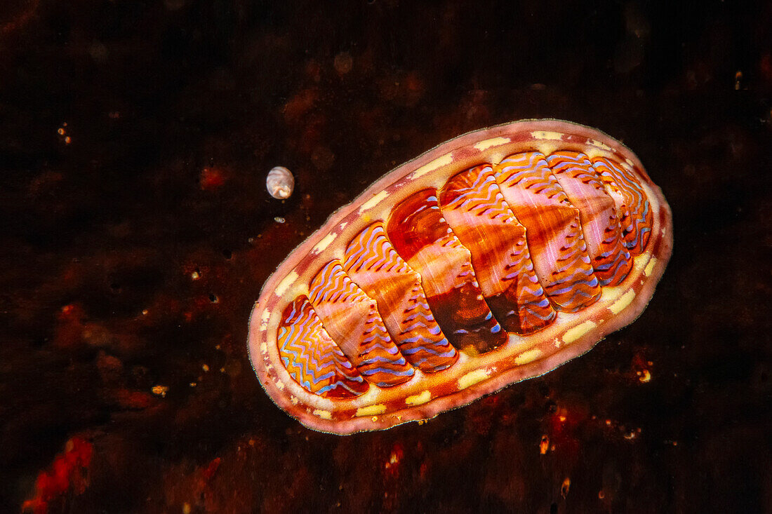 The blue line chiton (Tonicella undocaerulea) is found on the West Coast from California to Alaska; British Columbia, Canada