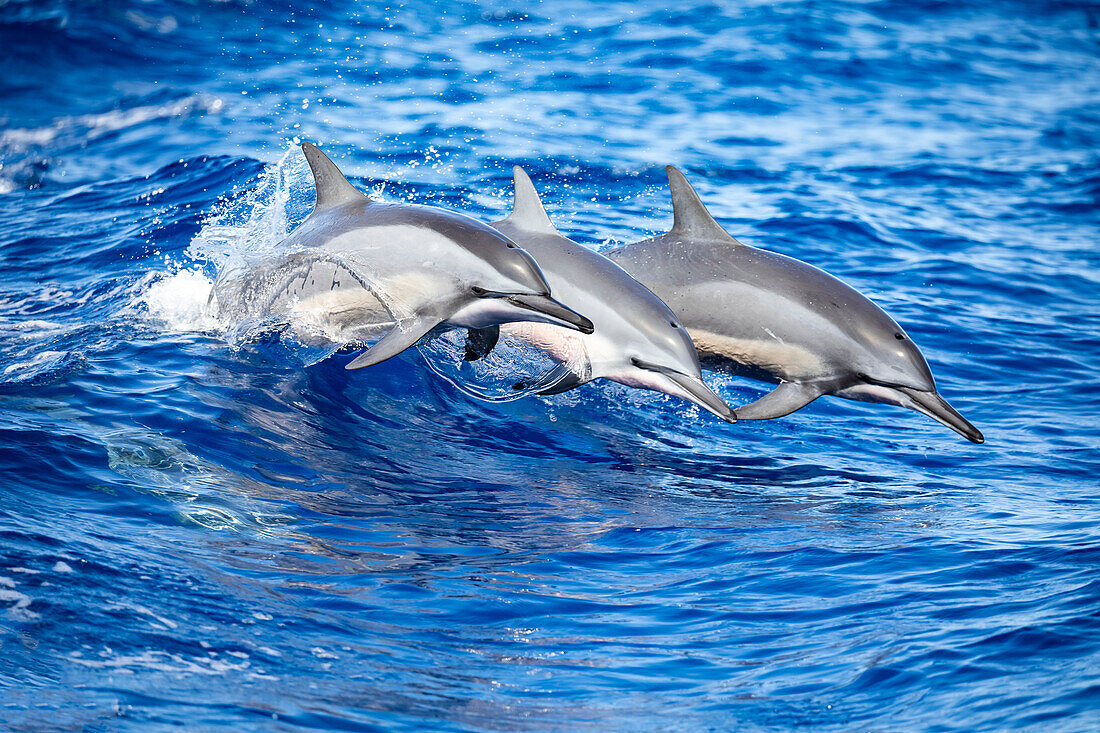 Three spinner dolphins (Stenella longirostris) leap out of the Pacific Ocean off the island of Lanai; Lanai, Hawaii, United States of America