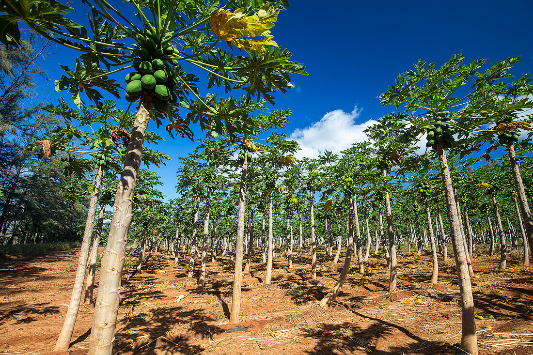 A papaya field (Carica papaya) on a farm on the island of Molokai; Molokai, Hawaii, United States of America