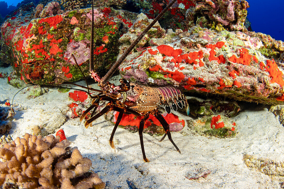 The banded spiny lobster (Panulirus marginatus) is an endemic species; Hawaii, United States of America
