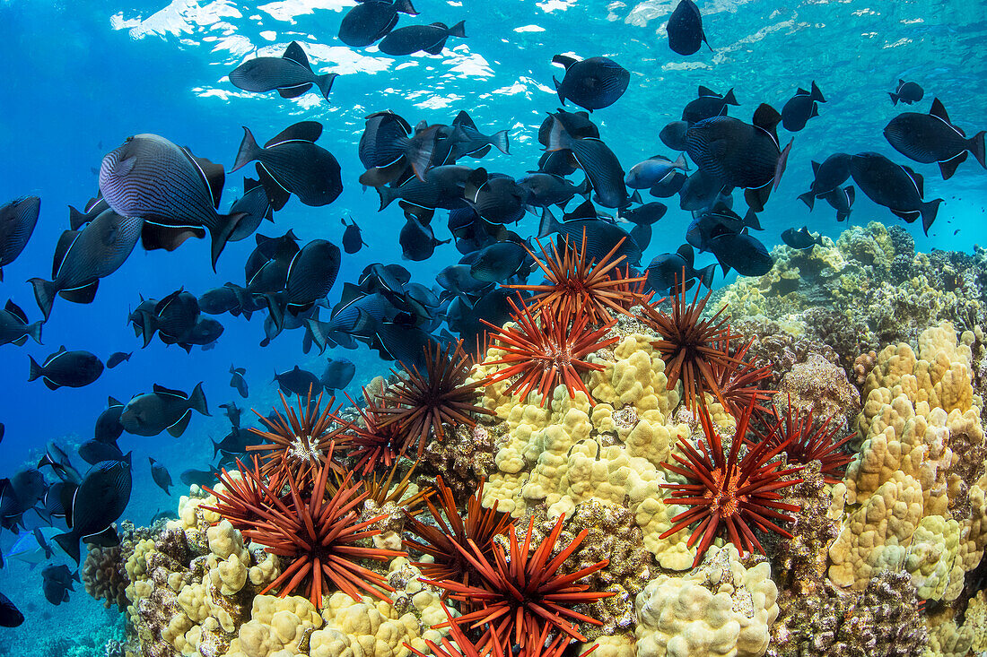 Slate pencil sea urchins (Heterocentrotus mammillatus) colour the foreground of this Hawaiian reef scene with black triggerfish (Melichthys niger). They are also known as black durgon; Hawaii, United States of America