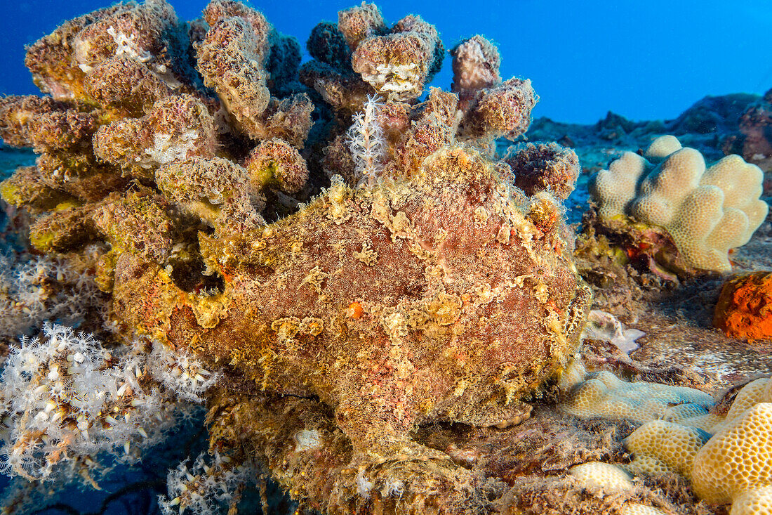 Masters of camouflage, Commerson's frogfish (Antennarius commersoni), are effective ambush predators who blend into their spot on the reef; Hawaii, United States of America