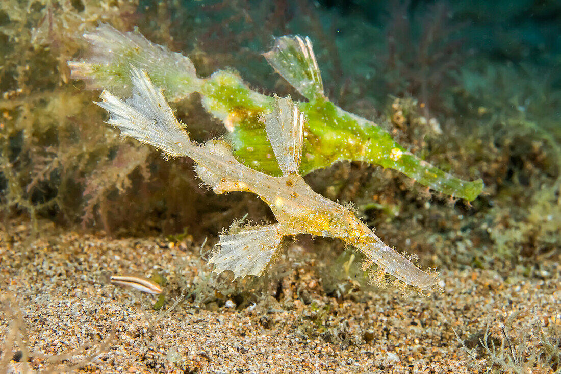 The male roughsnout ghost pipefish (Solenostomus paegnius) is pictured here in front of the larger green female; Philippines