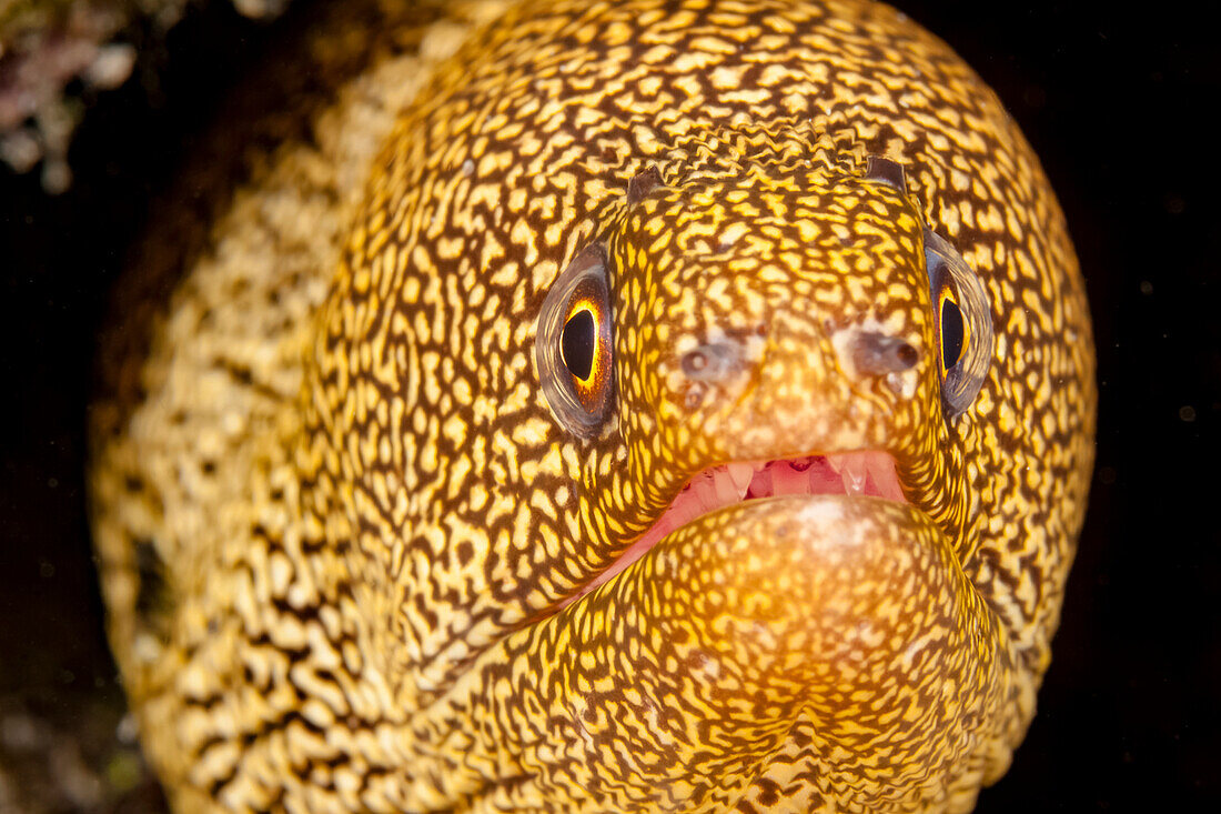 Die Goldschwanzmuräne (Muraena miliaris) versteckt sich tagsüber und frisst nachts im Freien am Riff; Bonaire, Niederländische Antillen