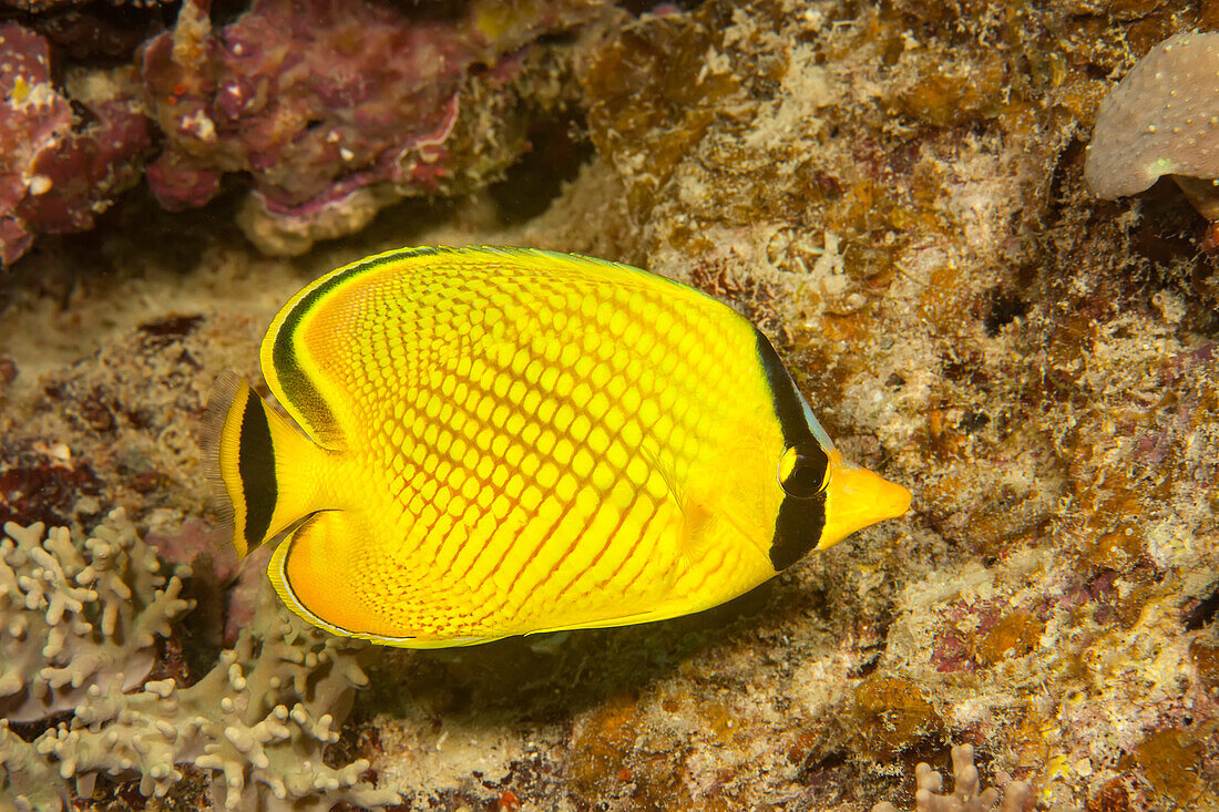 Latticed Butterflyfish (Chaetodon rafflesii), as adults are almost always found in pairs; Fiji