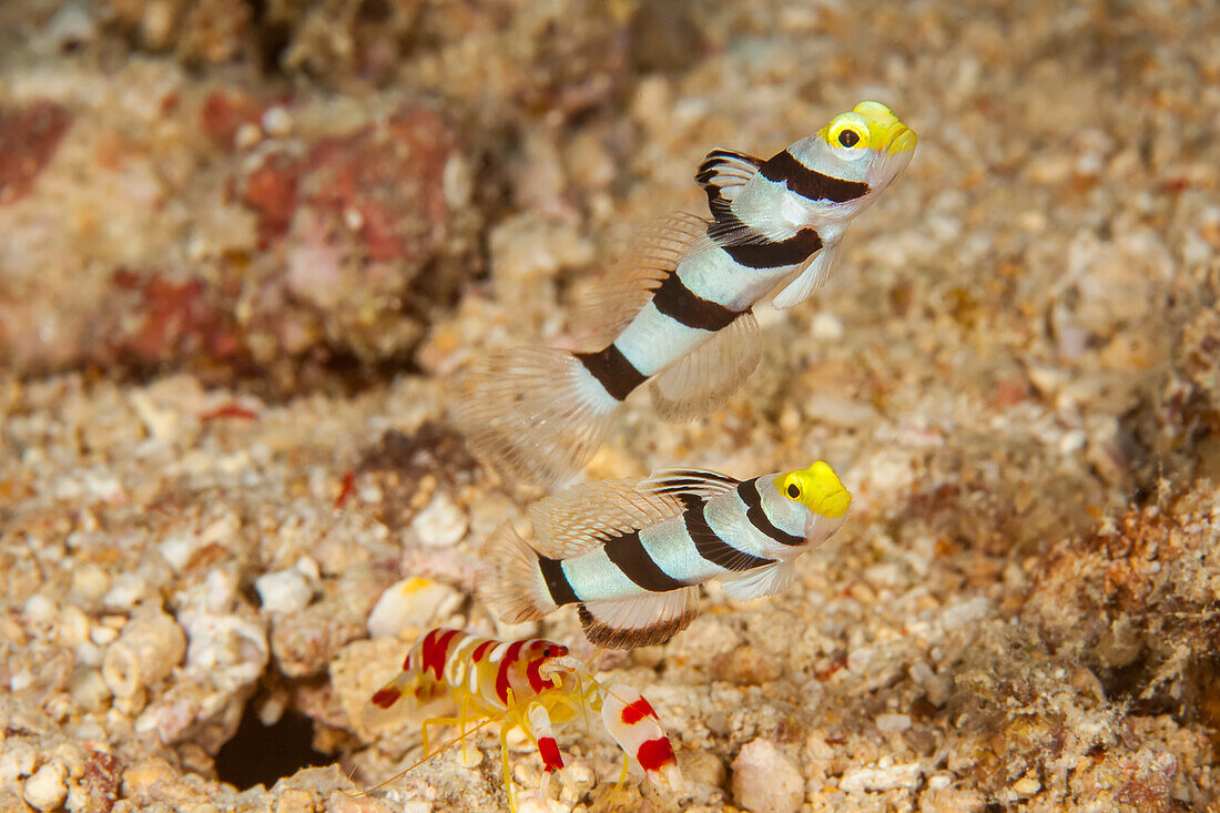 Ein Paar Gelbnasen-Grundeln (Stonogobiops xanthorhinica) mit Randalls blinder Schnappergarnele (Alpheus randalli), die ihre Höhle aushebt.  Wie hier abgebildet, berührt die Garnele die Grundel immer mit einer Antenne.  Die beiden kommunizieren über diese Verbindung; Fidschi