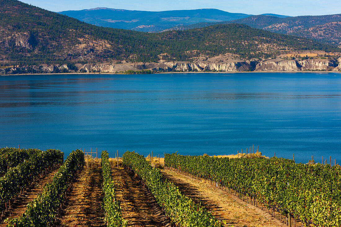 Vineyard in the South Okanagan Valley along Lake Okanagan; Naramata, British Columbia, Canada