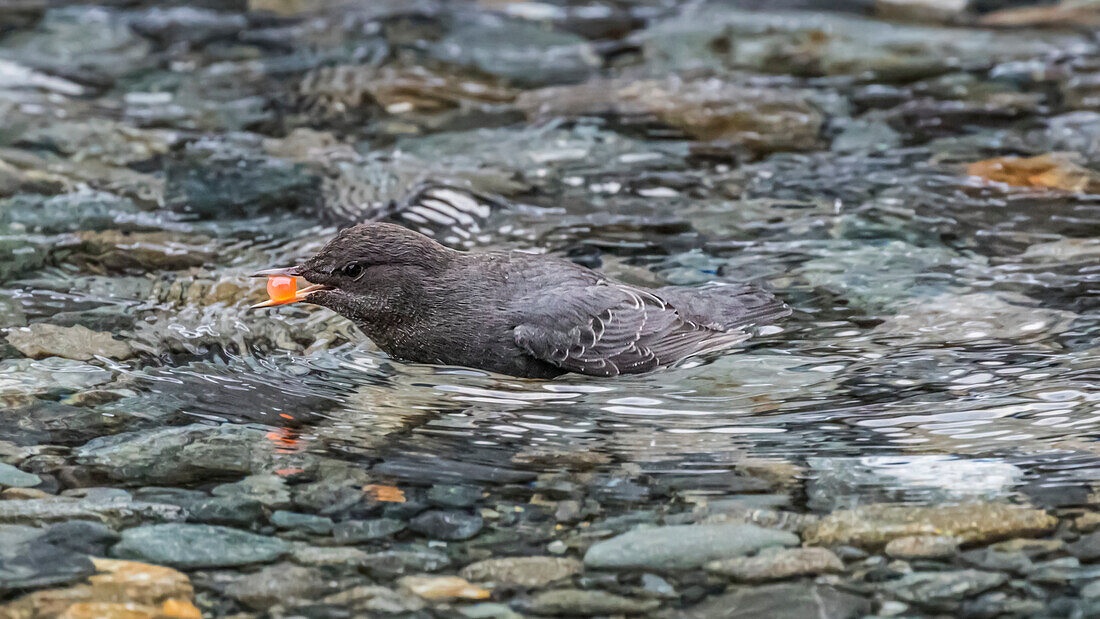 American Dipper (Cinclus mexicanus) wading with Coho Salmon (Oncorhynchus kisutch) egg in bill after scavenging it from the bottom of an Alaskan stream during autumn; Alaska, United States of America