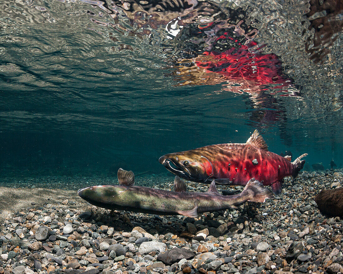 Female Coho Salmon (Oncorhynchus kisutch) ecavating her redd while alpha male guards. Aspect Ratio = 4:5; Alaska, United States of America