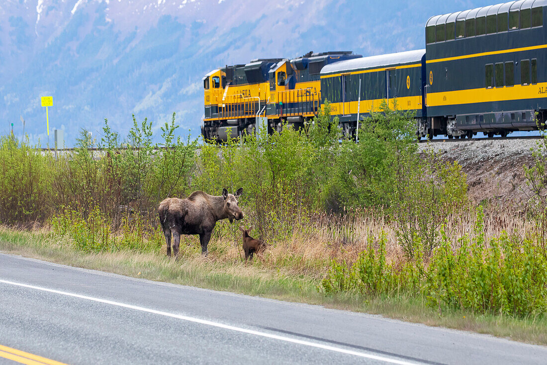 Cow moose (Alces alces) with her newborn calf stand between the Seward Highway and the Alaska Railroad train tracks, South of Anchorage, South-central Alaska; Alaska, United States of America