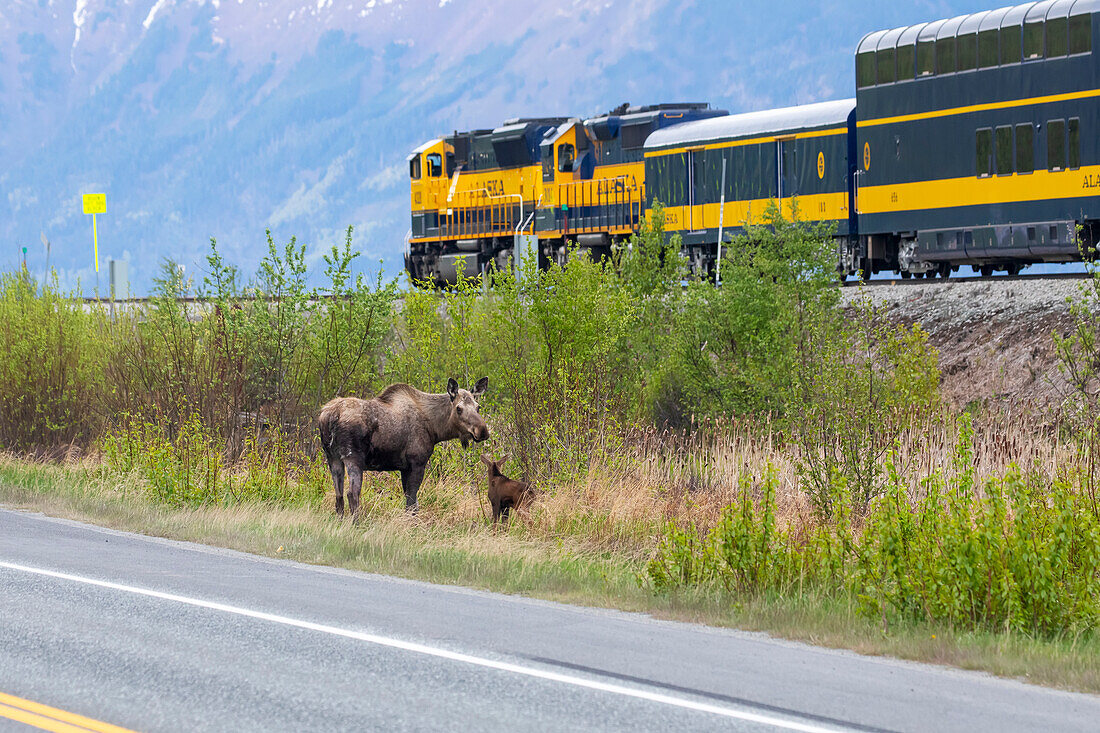 Elchkuh (Alces alces) mit ihrem neugeborenen Kalb steht zwischen dem Seward Highway und den Bahngleisen der Alaska Railroad, südlich von Anchorage, Süd-Zentral-Alaska; Alaska, Vereinigte Staaten von Amerika