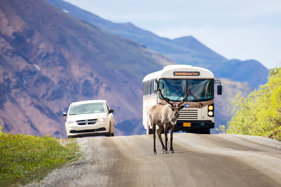 A bull caribou (Rangifer tarandus) with antlers still in velvet blocks traffic on the Park road in Denali National Park and Preserve. Interior Alaska; Alaska, United States of America