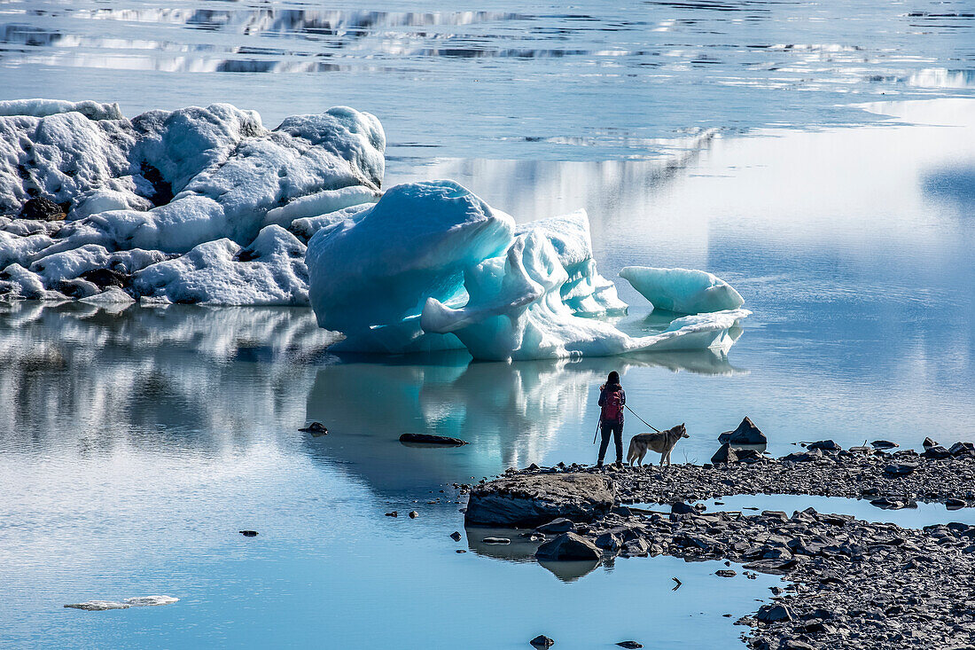 Hiker and dog walk the shoreline of Portage Lake to see the icebergs that have broken off of the Portage Glacier across the lake; South-central Alaska; Alaska, United States of America