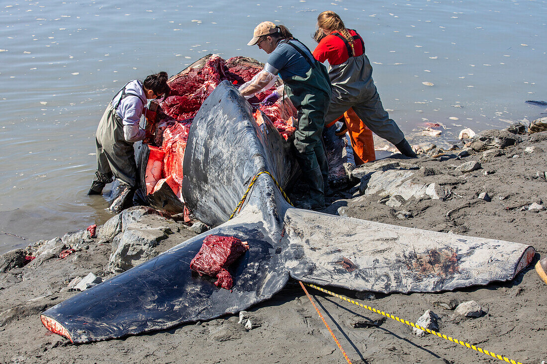 Scientists and subsistence hunters harvest meat and also parts for study of this Gray whale (Eschrichtius robustus) that was found beached on the shores of Turnagain Arm, South-central Alaska; Alaska, United States of America