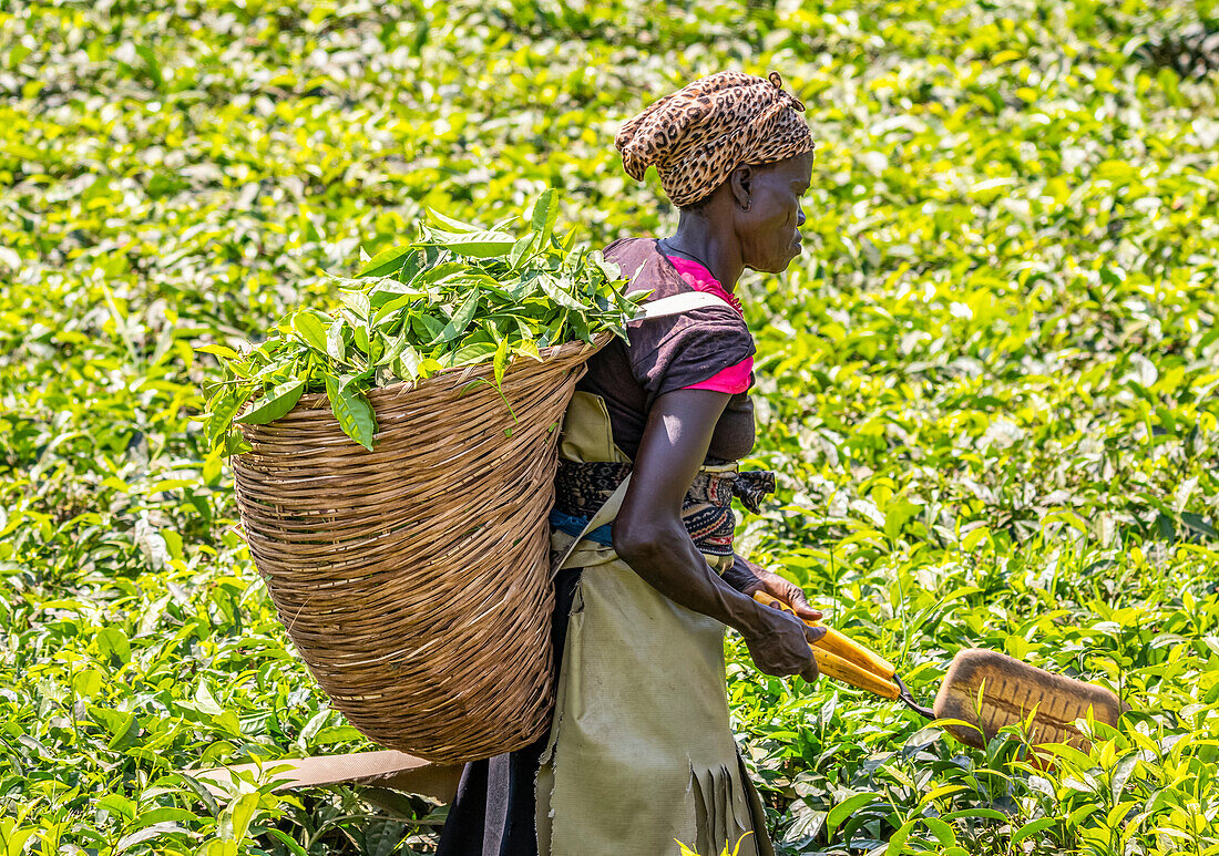 Woman harvesting tea at a plantation, Kibale National Park; Western Region, Uganda