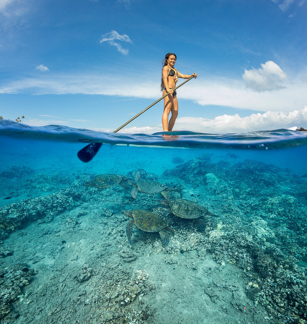 Grüne Meeresschildkröten (Chelonia mydas), eine vom Aussterben bedrohte Art, an einer Reinigungsstation, unter einem Mädchen auf einem Stand Up Paddle Board vor Maui; Maui, Hawaii, Vereinigte Staaten von Amerika