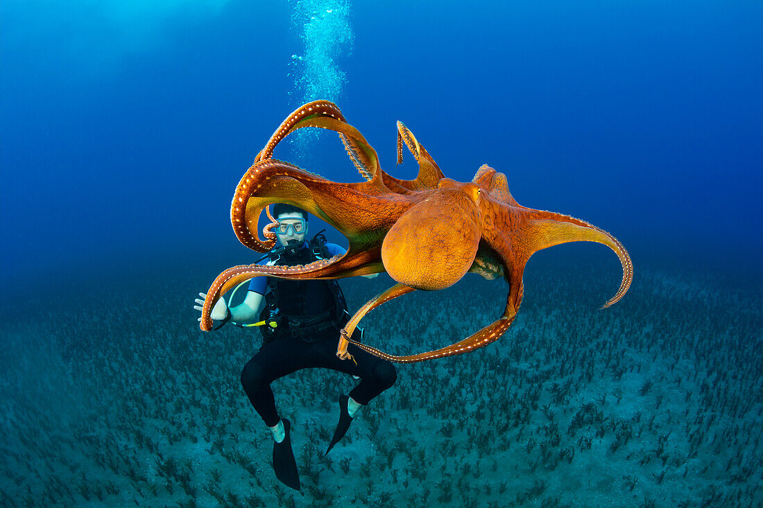 This diver gets a good look at a day octopus (Octopus cyanea); Hawaii, United States of America
