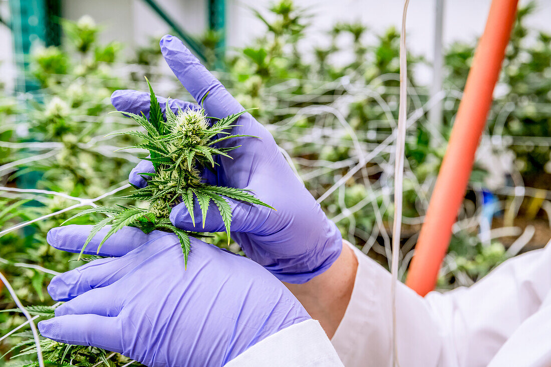 Tending to cannabis plants in early flowering stage growing in an indoor grow room under artificial lighting; Cave Junction, Oregon, United States of America
