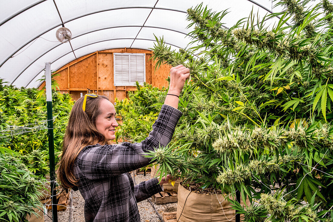 Tending to cannabis plants in late flowering stage growing in a greenhouse under natural lighting; Cave Junction, Oregon, United States of America