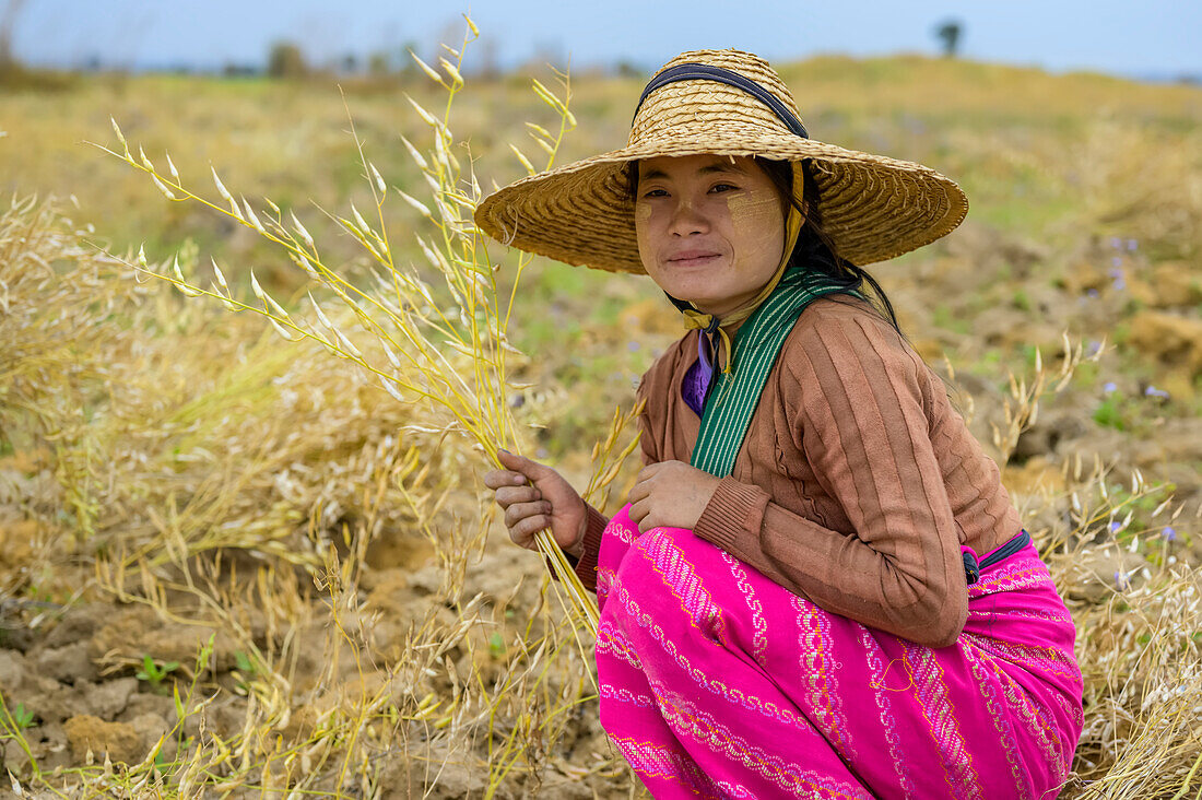 A young woman farming grain; Taungyii, Shan State, Myanmar