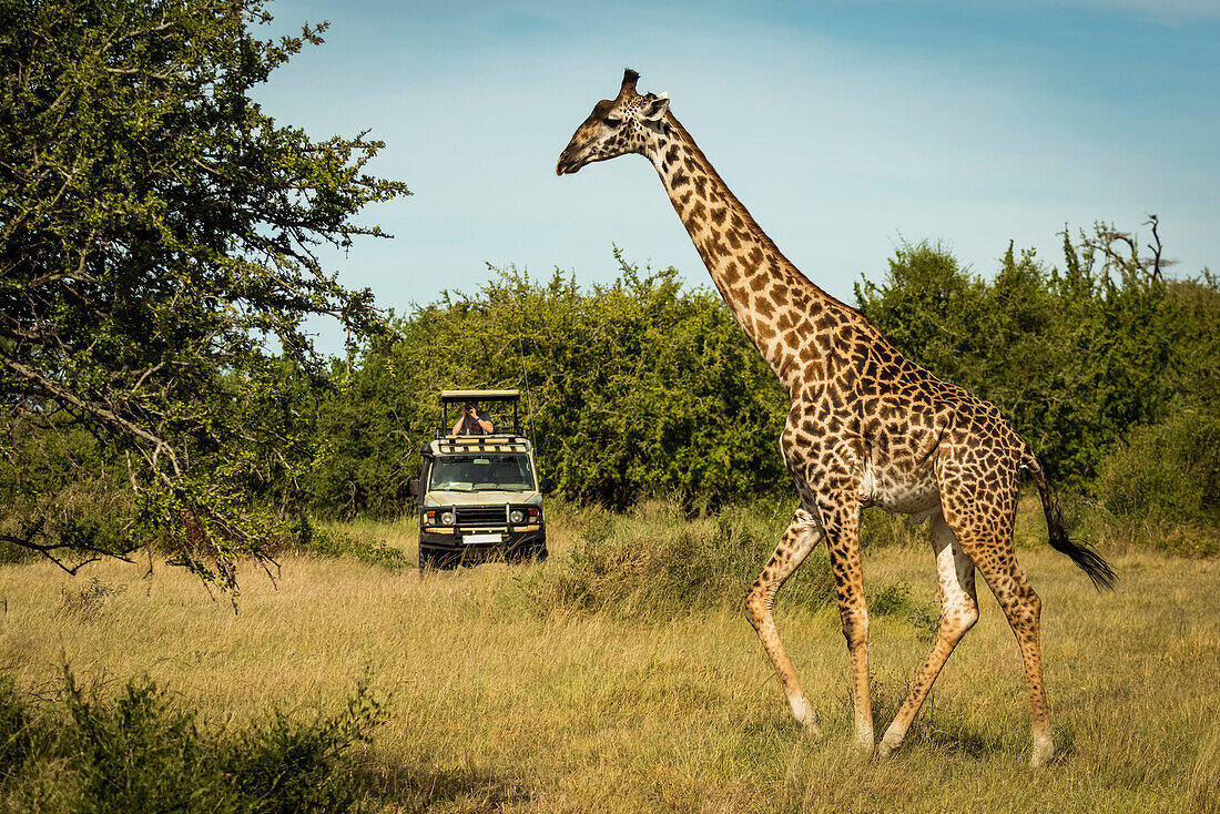 Massai-Giraffe (Giraffa camelopardalis tippelskirchii) läuft an einem Fotografen in einem Lastwagen vorbei, Grumeti Serengeti Tented Camp, Serengeti National Park; Tansania