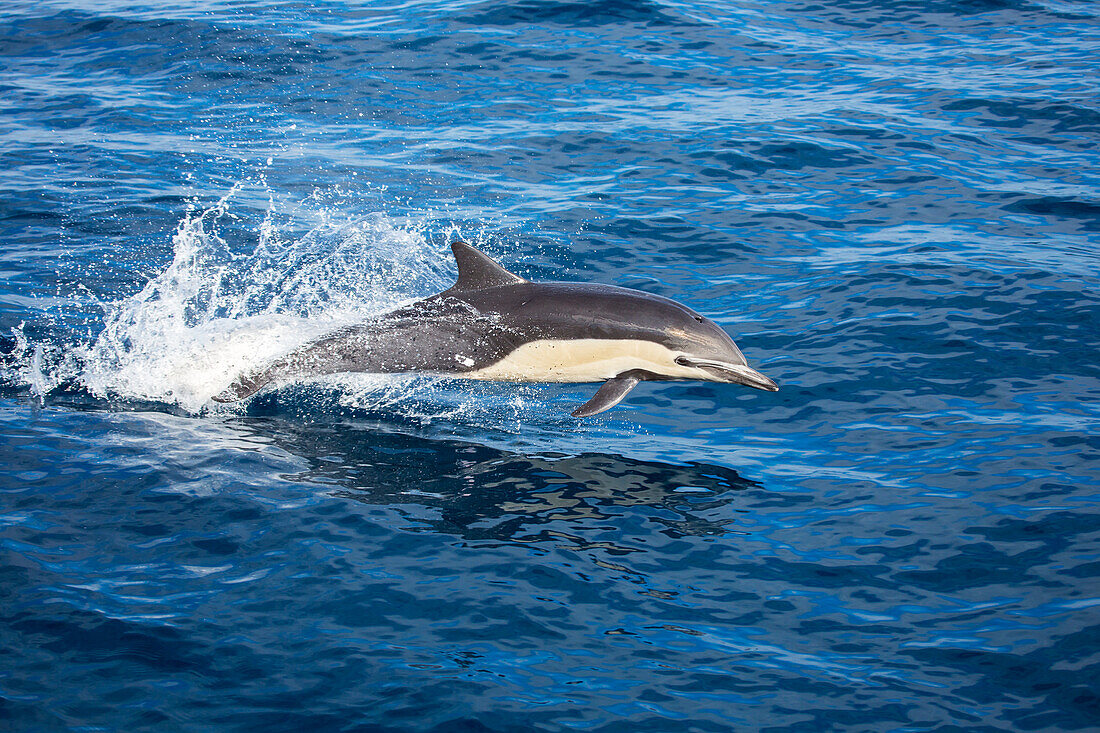 Dieser Gewöhnliche Delfin (Delphinus delphis) war einer von über 1000 Tieren im Pazifik vor der Küste Mexikos; Mexiko