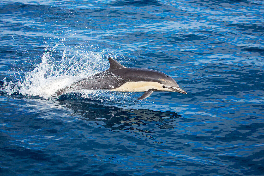 This common dolphin (Delphinus delphis) was one in a school of over 1000 in the Pacific, off the coast of Mexico; Mexico