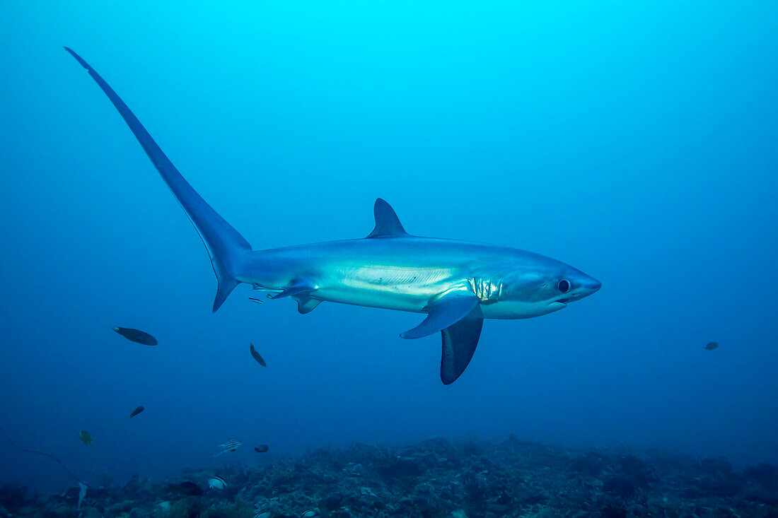 There are three species of thresher sharks all characterized by the unmistakably elongated upper lobes of their tail fin. This one, the pelagic thresher shark (Alopias pelagicus), comes to Monad Shoal off Malapascua Island in the Philippines to visit cleaning stations on the reef; Malapascua Island, Philippines