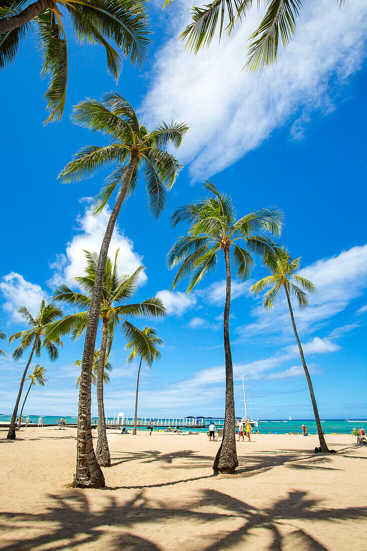 Palmen und ein sonniger Tag am Kahanamoku Beach; Oahu, Hawaii, Vereinigte Staaten von Amerika
