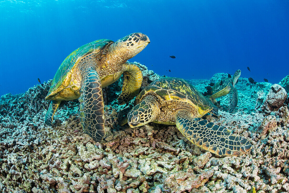 Mehrere grüne Meeresschildkröten (Chelonia mydas), eine vom Aussterben bedrohte Art, versammeln sich an einer Reinigungsstation vor West Maui; Maui, Hawaii, Vereinigte Staaten von Amerika