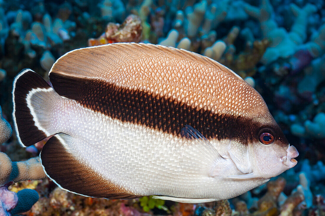 Bandit angelfish (Holacanthus arcuatus) are found only in Hawaii. In the angelfish family their colour pattern is unique and resembles no other of this genus; Hawaii, United States of America