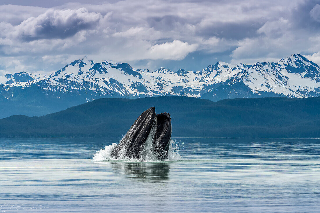 Humpback whale (Megaptera novaeangliae) lunge feeding for herring with a view of throat pleats, Inside Passage, Lynn Canal; Alaska, United States of America